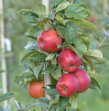 Malus domestica ' Reine des Reinettes' / Pommier Reine des Reinettes