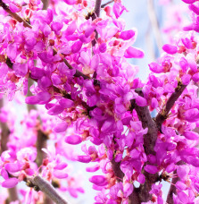 CERCIS siliquastrum / Arbre de Judée