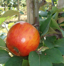 Malus domestica ' Reine des Reinettes' / Pommier Reine des Reinettes