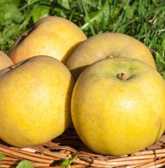 Malus domestica 'Belchard' ou 'Chantecler' / Pommier Belchard