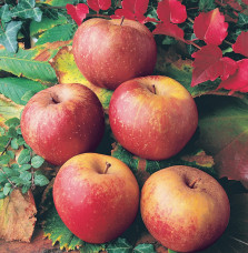 Malus domestica 'Belle de Boskoop' / Pommier Belle de Boskoop