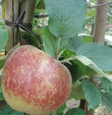 Malus domestica 'Belle de Boskoop' / Pommier Belle de Boskoop