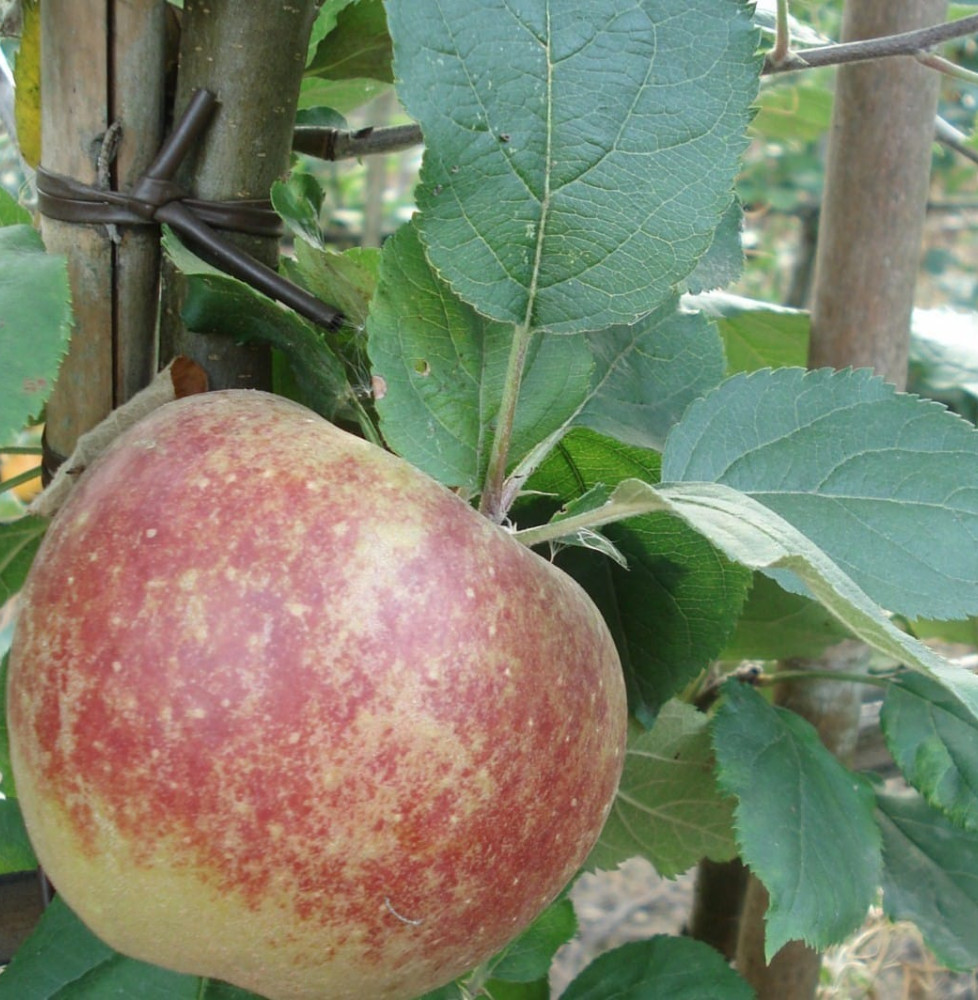 Malus domestica 'Belle de Boskoop' / Pommier Belle de Boskoop