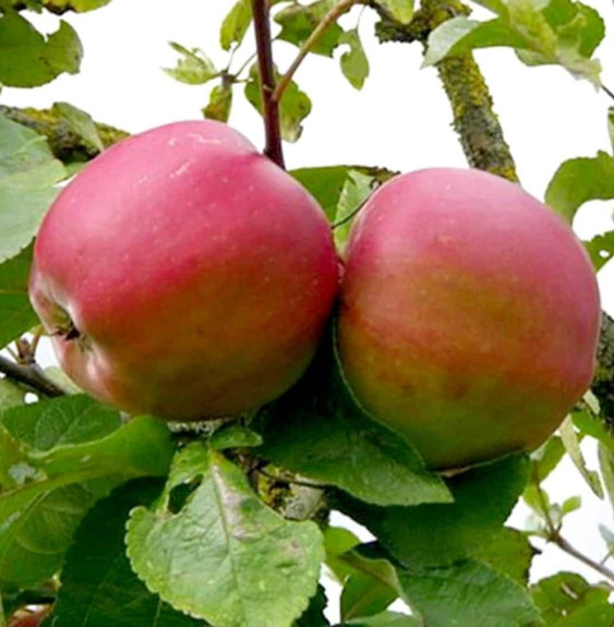 Malus domestica 'Calville du roi' / Pommier Calville Rouge