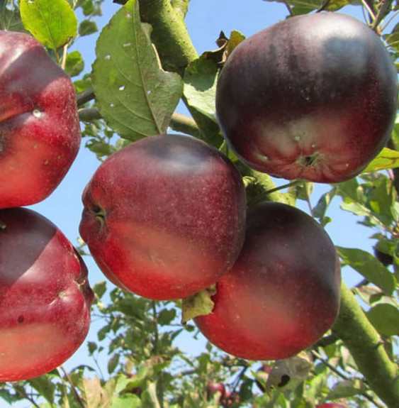 Malus domestica 'Calville du roi' / Pommier Calville Rouge