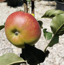 Malus domestica 'Cox’s Orange' / Pommier Cox's Orange'