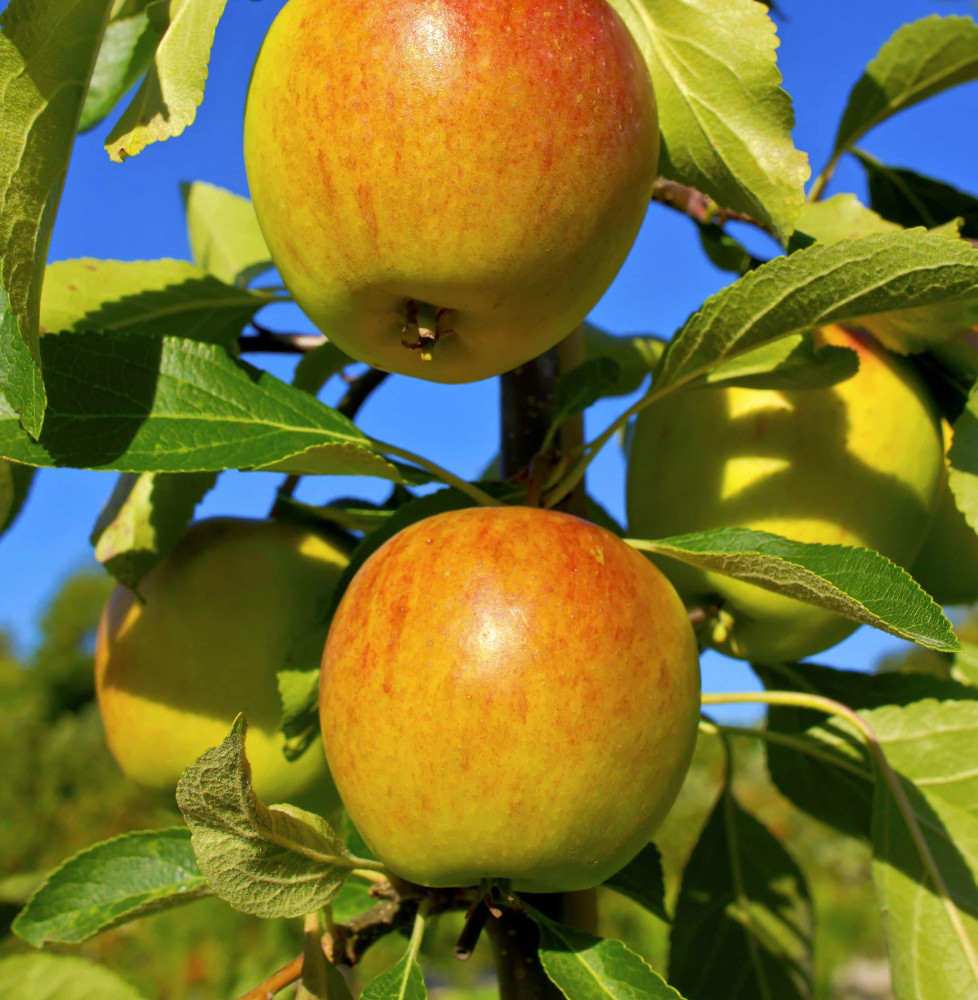 Malus domestica 'Cox’s Orange' / Pommier Cox's Orange'