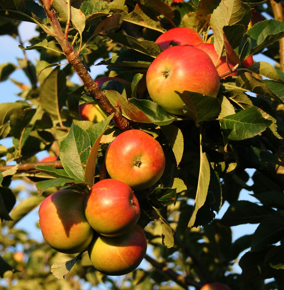 Malus domestica 'Cox’s Orange' / Pommier Cox's Orange'