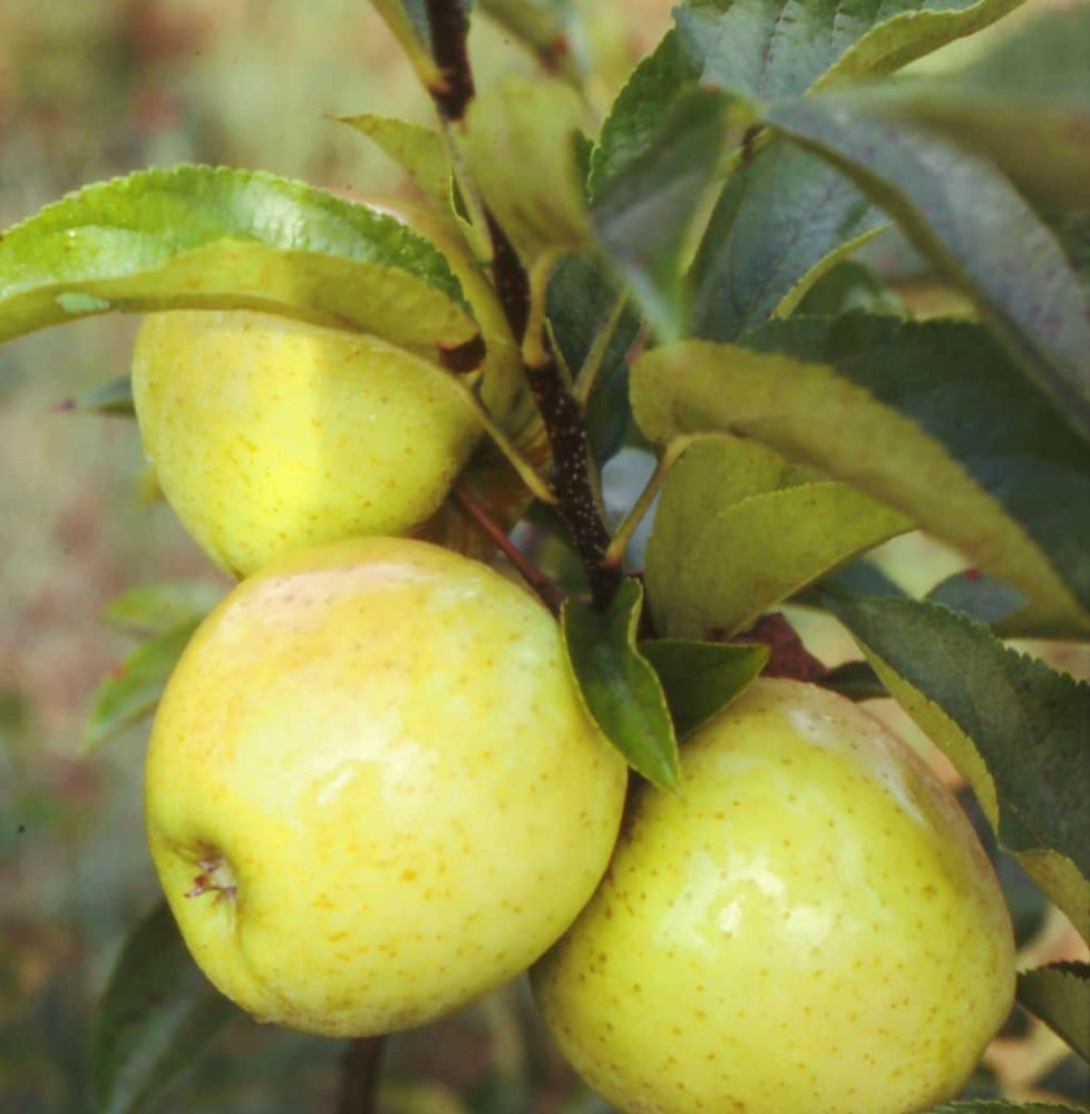 Malus domestica 'Golden' / Pommier Golden Delicious