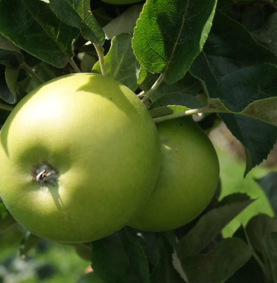 Malus domestica 'Granny smith' / Pommier Granny Smith