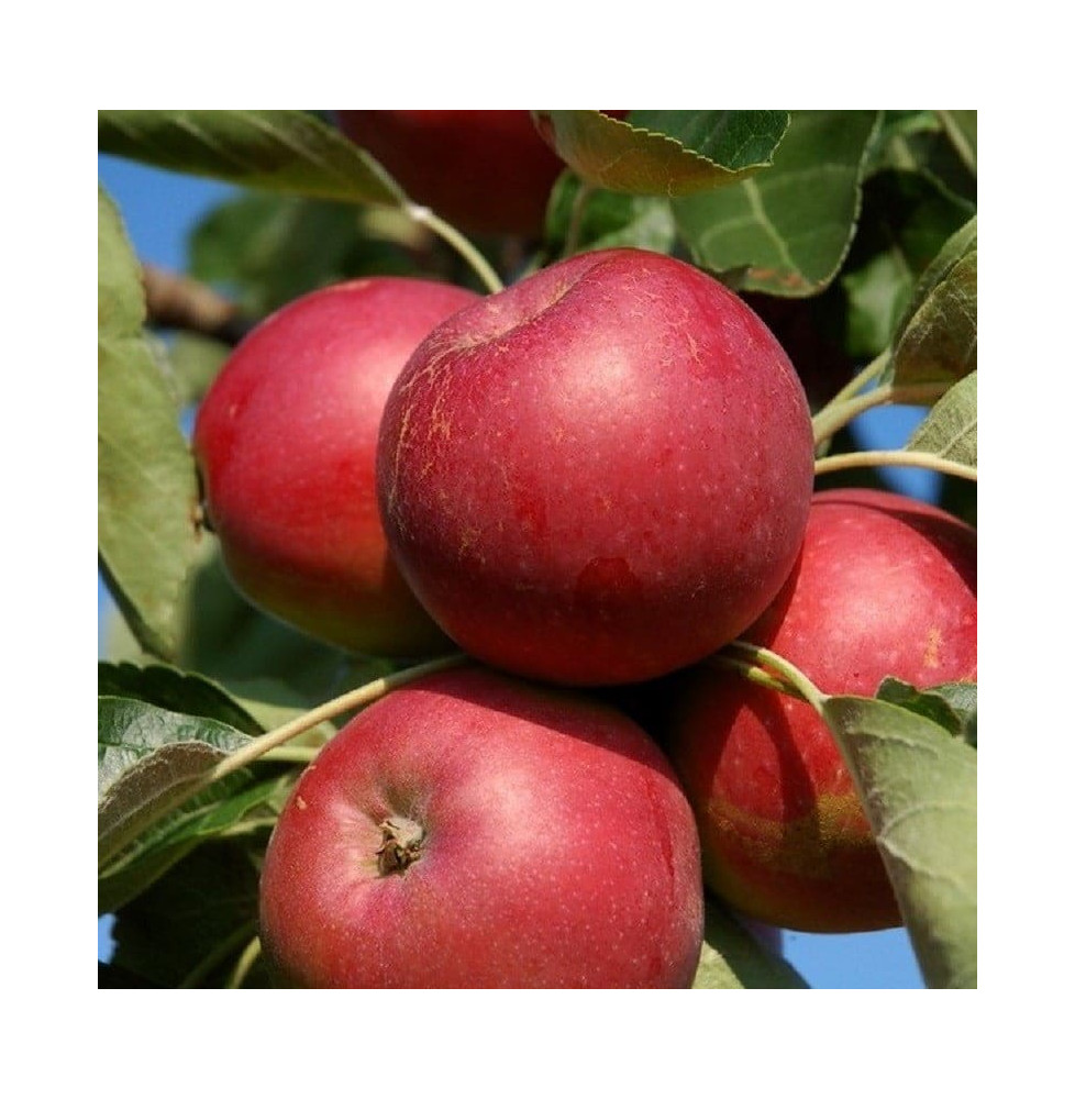 Malus domestica 'Melrose' / Pommier Melrose