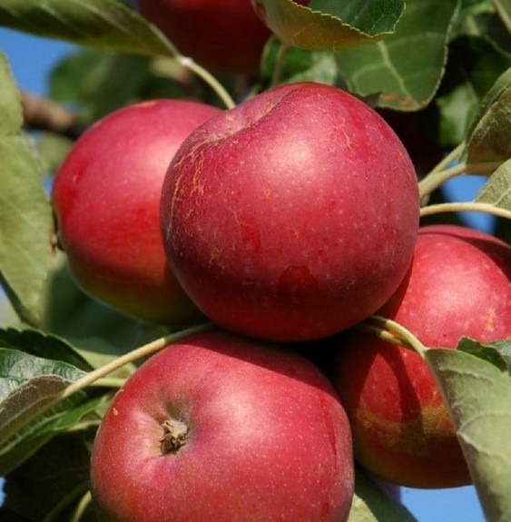 Malus domestica 'Melrose' / Pommier Melrose