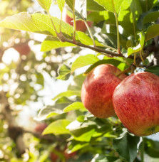 Malus domestica 'Melrose' / Pommier Melrose