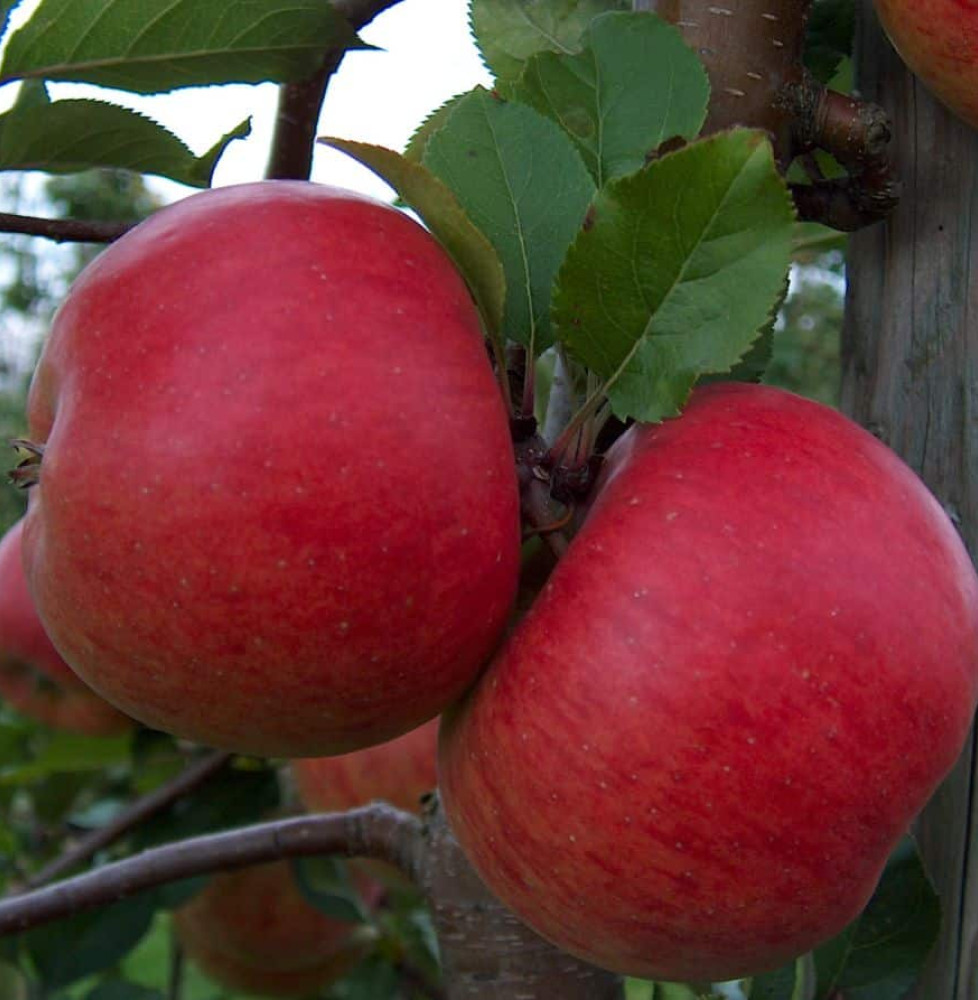 Malus domestica 'Melrose' / Pommier Melrose