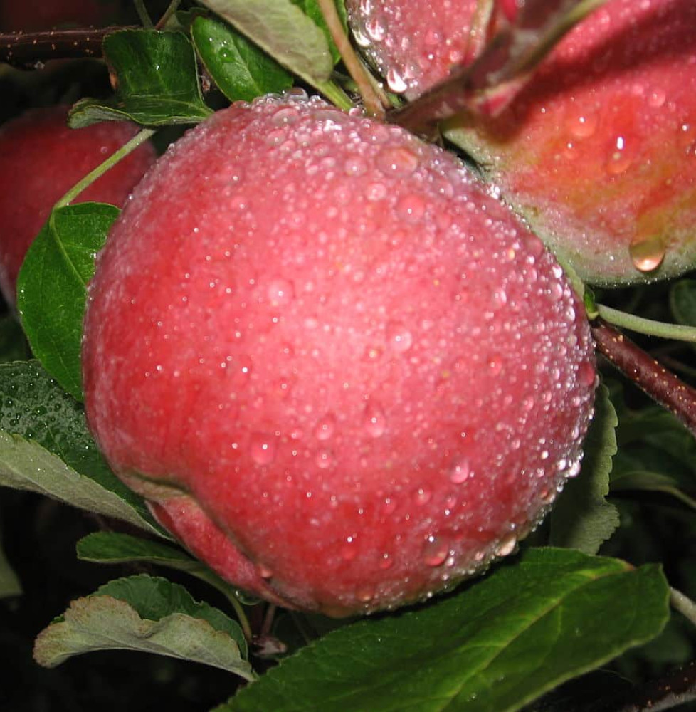 Malus domestica 'Red Délicious' / Pommier Red Delicious