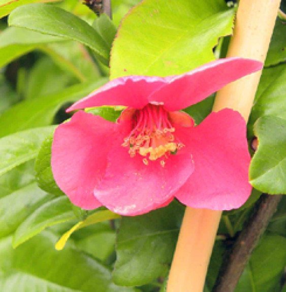 Pépinières Français PF_CHAENOMELE CHAENOMELES speciosa ‘Falconnet Charlet’ / Cognassier du Japon 'Falconet Charlet