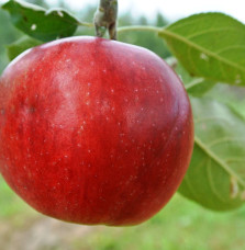 Malus domestica 'Red Délicious' / Pommier Red Delicious