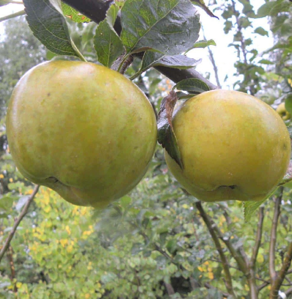 Malus domestica 'Reinette gris du canada' / Pommier Reinette Grise du Canada