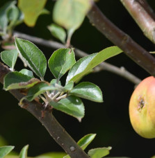 Malus domestica 'Reinette gris du canada' / Pommier Reinette Grise du Canada