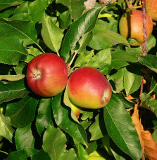 Malus domestica 'Royal Gala' / Pommier Roya Gala