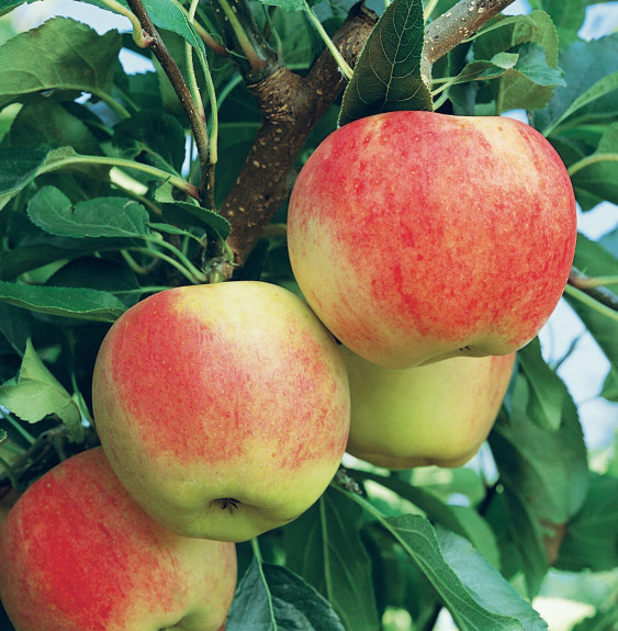 Malus domestica 'Royal Gala' / Pommier Roya Gala