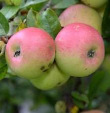 Malus domestica 'Winter Banana' / Pommier Winter Banana