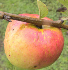 Malus domestica 'Winter Banana' / Pommier Winter Banana