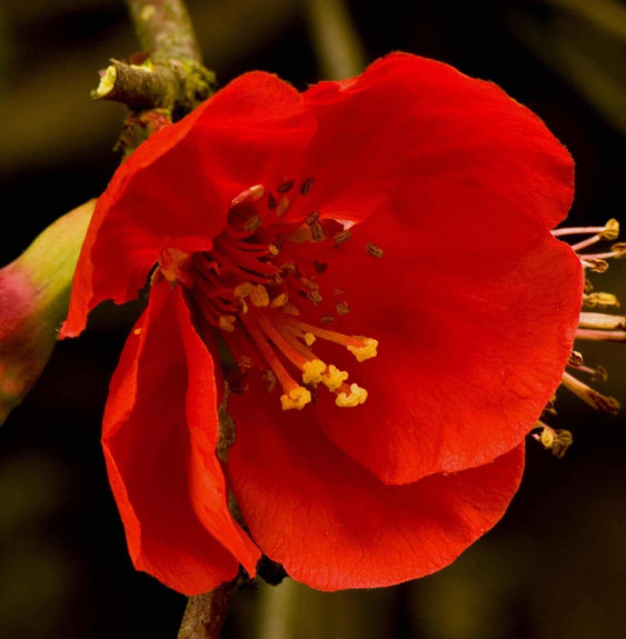 Pépinières Français PF_CHAENOMELE9 CHAENOMELES speciosa ‘Nicoline’ / Cognassier du Japon 'Nicoline