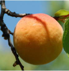 Prunus armeniaca 'Polonais' / Abricotier Polonais