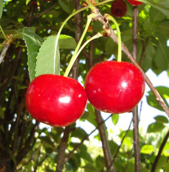 Prunus avium 'Anglaise' / Cerisier Anglaise