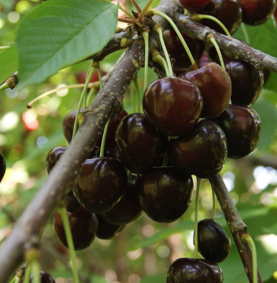 Prunus avium 'Burlat' / Cerisier Burlat