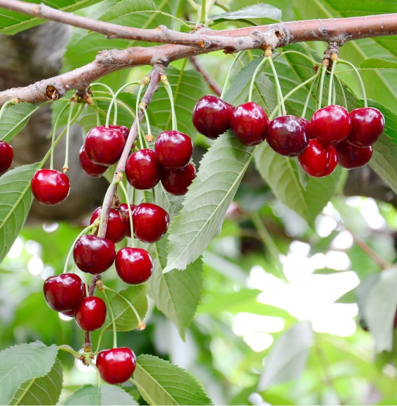 Prunus avium 'Géant d’Hedelfingen' / Cerisier Géant d'Hedelfingen