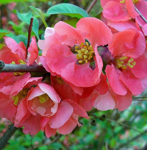 Pépinières Français PF_CHAENOMELE9 CHAENOMELES speciosa ‘Nicoline’ / Cognassier du Japon 'Nicoline