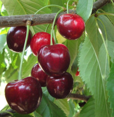 Prunus avium 'Géant d’Hedelfingen' / Cerisier Géant d'Hedelfingen