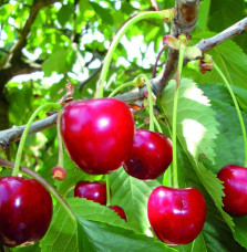 Prunus avium 'Marmotte'  / Cerisier Marmotte