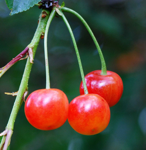 Prunus avium 'Montmorency’ / Cerisier Montmorency