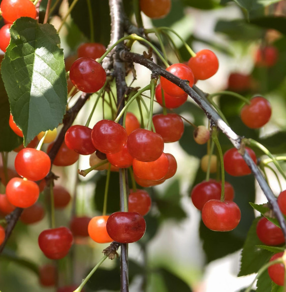 Prunus avium 'Montmorency’ / Cerisier Montmorency