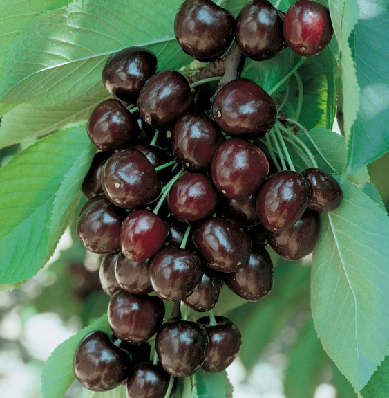 Prunus avium 'Moreau'  / Cerisier Moreau