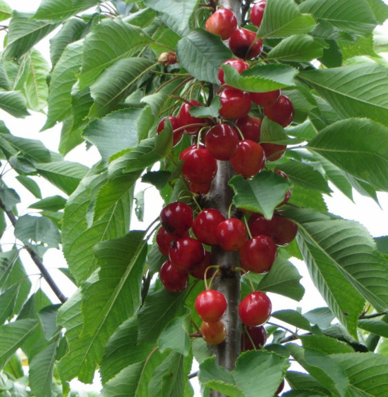 Prunus avium 'Napoléon' / Cerisier Napoléon