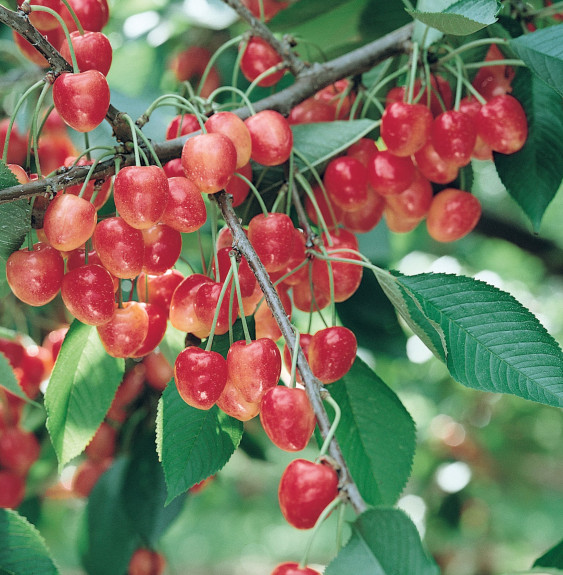 Prunus avium 'Napoléon' / Cerisier Napoléon