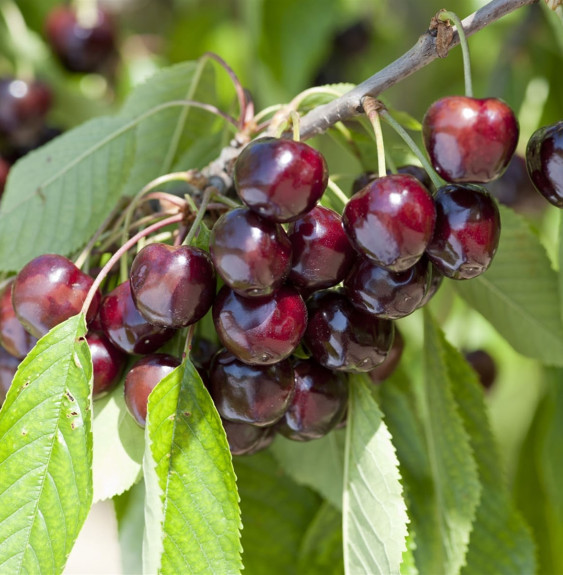 Prunus avium 'Reverchon' / Cerisier Reverchon