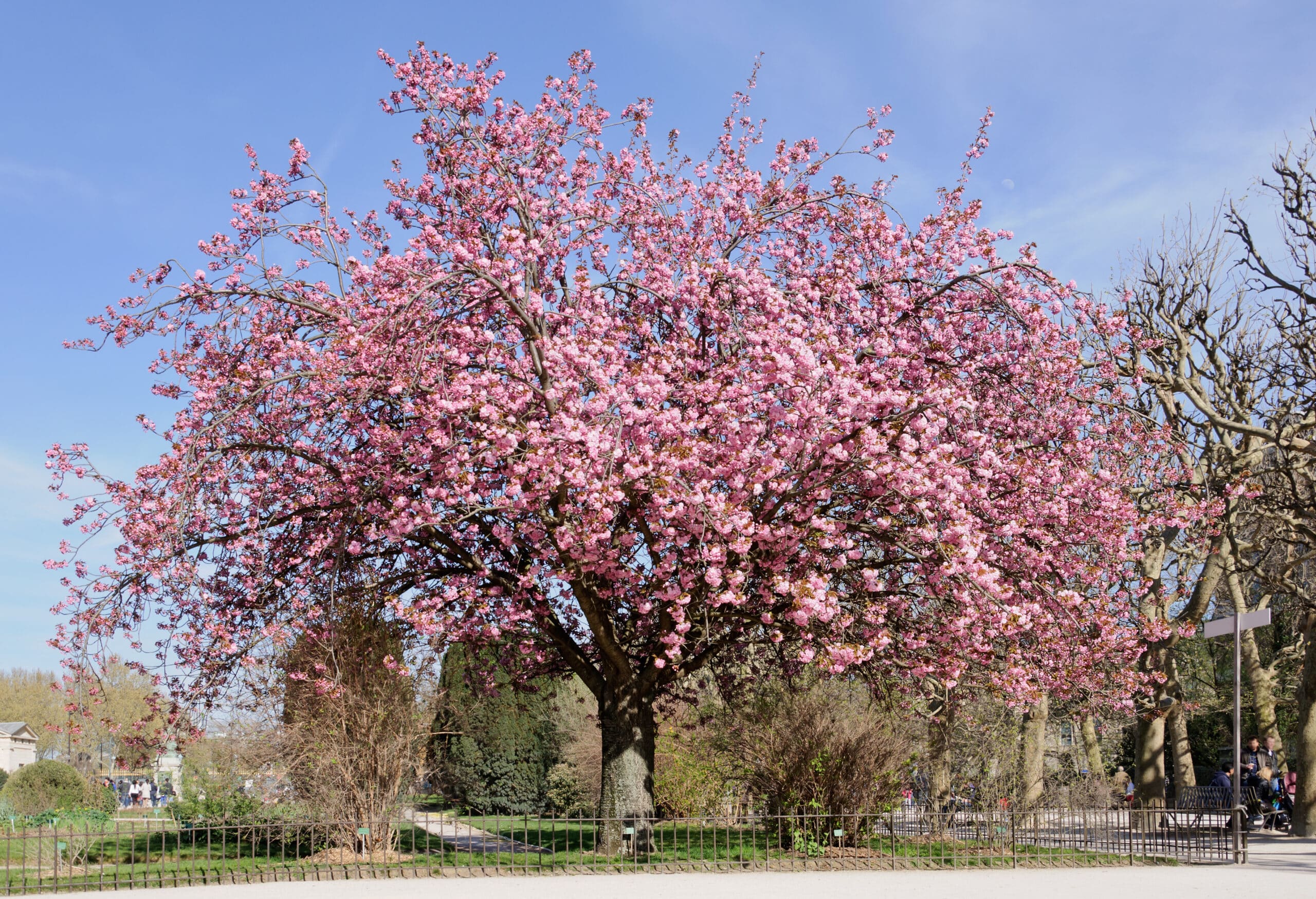Prunus Serrulata ‘kanzan Cerisier Du Japon Kanzan • Pépinières