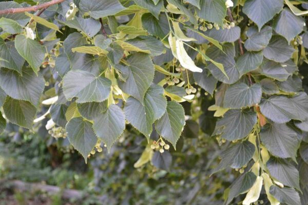 Tilleul à grandes feuilles, Tilleul de Hollande - Tilia