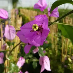Glycine du Japon floribunda Violacea Plena - Achat direct au